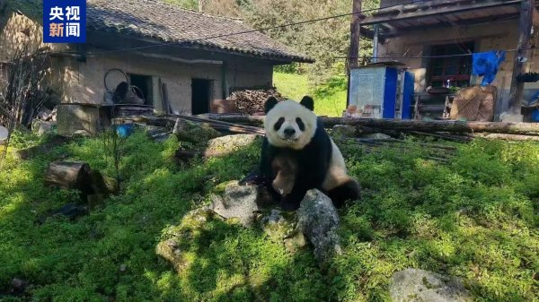 泰安配资 进村“串门” 野生大熊猫多次“光顾”村民家